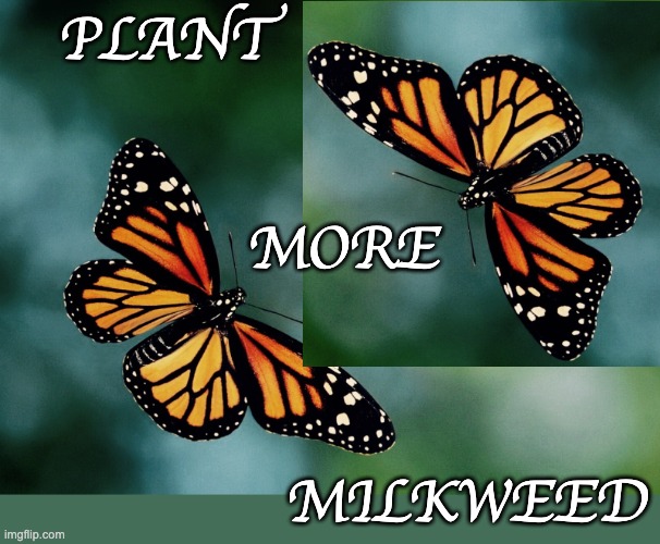 Miracles don't just happen | PLANT; MORE; MILKWEED | image tagged in butterfly,monarch,plants,garden,environment,migration | made w/ Imgflip meme maker