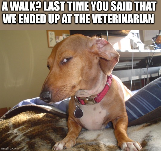Suspicious Dog | A WALK? LAST TIME YOU SAID THAT; WE ENDED UP AT THE VETERINARIAN | image tagged in suspicious dog | made w/ Imgflip meme maker