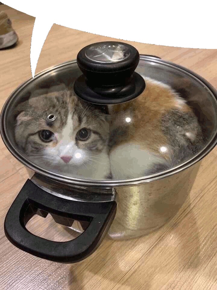 High Quality pan cat Blank Meme Template