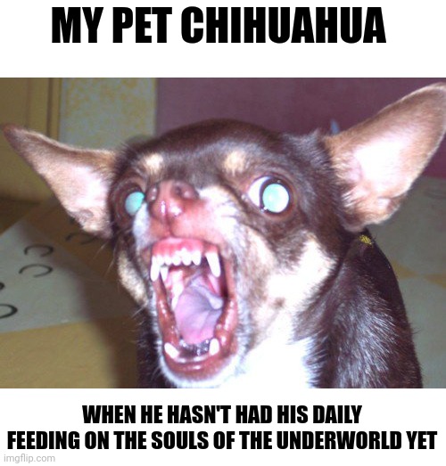 Sprinkles hasn't fed on the souls of the damned today, so of course he's cranky | MY PET CHIHUAHUA; WHEN HE HASN'T HAD HIS DAILY FEEDING ON THE SOULS OF THE UNDERWORLD YET | image tagged in evil chihuahua | made w/ Imgflip meme maker