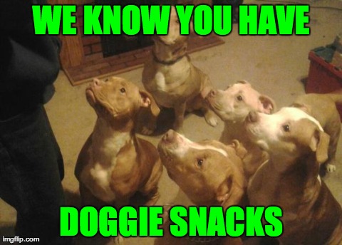WE KNOW YOU HAVE DOGGIE SNACKS | image tagged in pitbull family | made w/ Imgflip meme maker