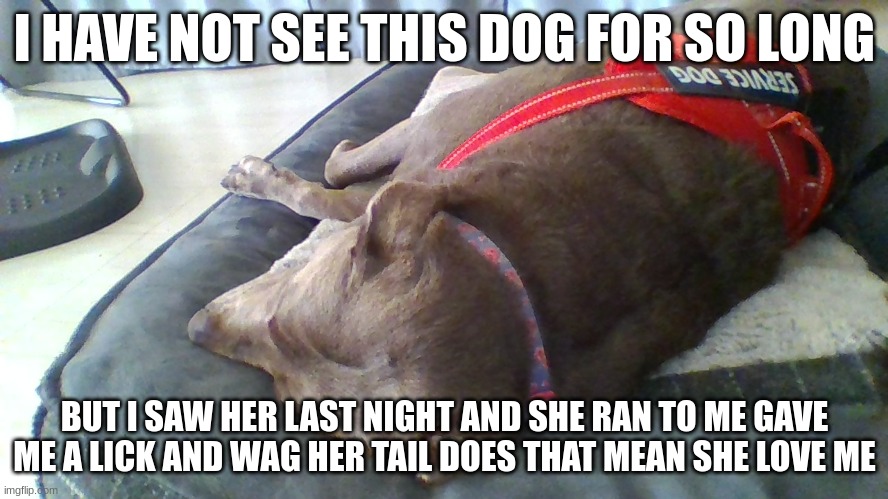 dog | I HAVE NOT SEE THIS DOG FOR SO LONG; BUT I SAW HER LAST NIGHT AND SHE RAN TO ME GAVE ME A LICK AND WAG HER TAIL DOES THAT MEAN SHE LOVE ME | image tagged in dogs | made w/ Imgflip meme maker