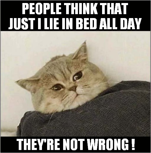 One Lazy Cat ! | PEOPLE THINK THAT JUST I LIE IN BED ALL DAY; THEY'RE NOT WRONG ! | image tagged in cats,sleeping,lazy | made w/ Imgflip meme maker