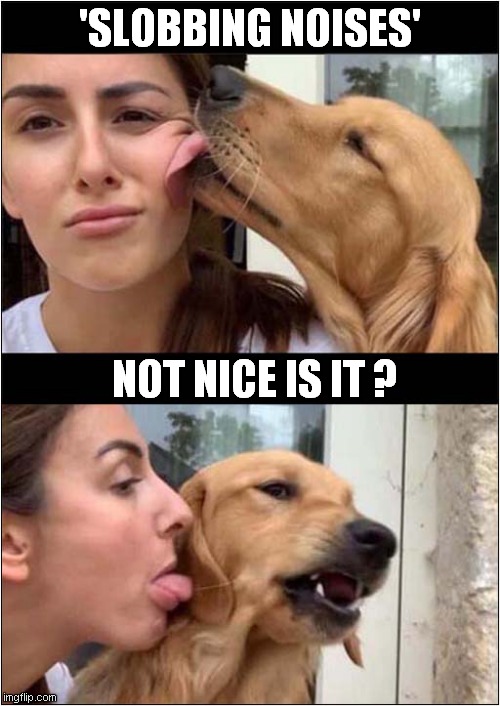 Unwanted Affection ? | 'SLOBBING NOISES'; NOT NICE IS IT ? | image tagged in dogs,licking,affection | made w/ Imgflip meme maker