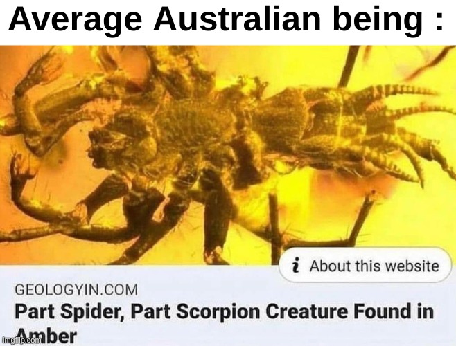 Wtf is this creature straight from hell | Average Australian being : | image tagged in memes,funny,relatable,australia,spider,front page plz | made w/ Imgflip meme maker