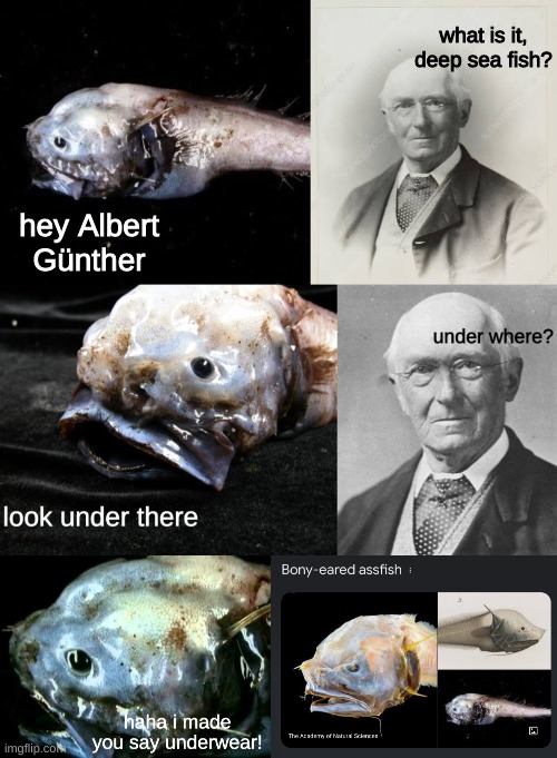 what is it, deep sea fish? hey Albert Günther | made w/ Imgflip meme maker