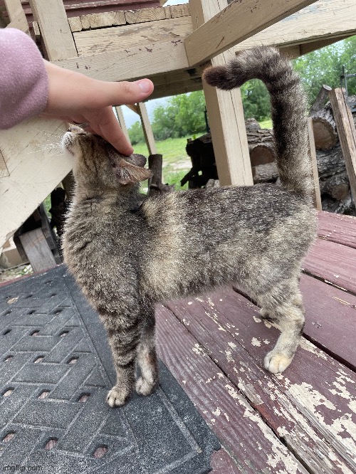 I took this when I visited a monastery in Texas, the monastery takes in stray cats and this is one of many that I found | image tagged in cats,share,your,photos | made w/ Imgflip meme maker