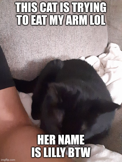 THIS CAT IS TRYING TO EAT MY ARM LOL; HER NAME IS LILLY BTW | image tagged in cat | made w/ Imgflip meme maker