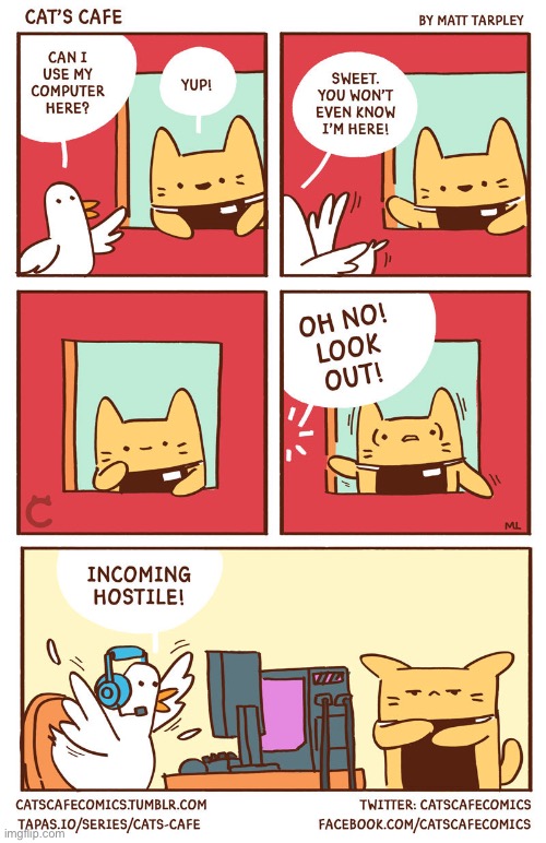 Incoming cat! | image tagged in cat,duck | made w/ Imgflip meme maker