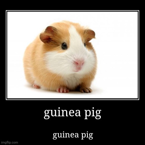 guinea pig | guinea pig | image tagged in funny,demotivationals | made w/ Imgflip demotivational maker