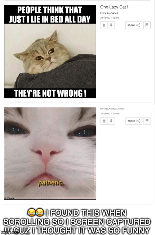 he is pathetic | 😂😂 I FOUND THIS WHEN SCROLLING SO I SCREEN CAPTURED IT CUZ I THOUGHT IT WAS SO FUNNY | image tagged in funny,cats,memes,pathetic,i was just scrolling,i had to capture it | made w/ Imgflip meme maker