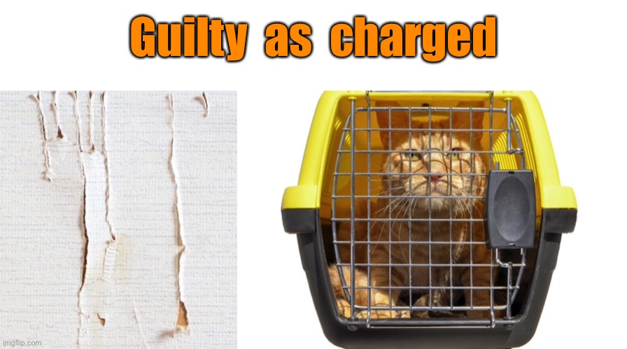 Charged with destruction of property | Guilty  as  charged | image tagged in torn wallpaper,guilty,charged,destruction of property | made w/ Imgflip meme maker