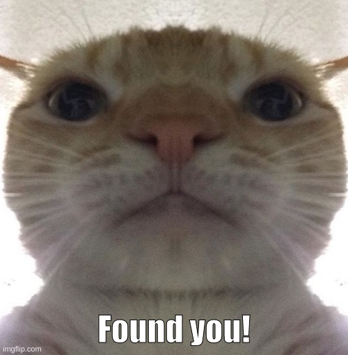 (Mod note: Cat found the stream) | Found you! | image tagged in glaring cat | made w/ Imgflip meme maker