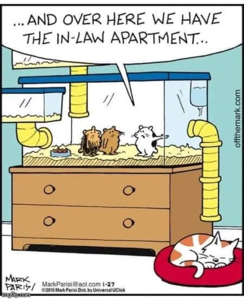 I CAN RELATE WITH THAT HAMSTER | image tagged in hamster,cat,comics/cartoons | made w/ Imgflip meme maker