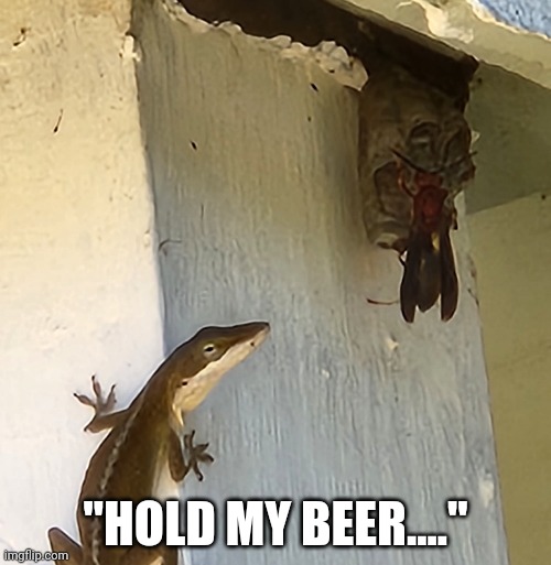 "HOLD MY BEER...." | image tagged in dare me | made w/ Imgflip meme maker