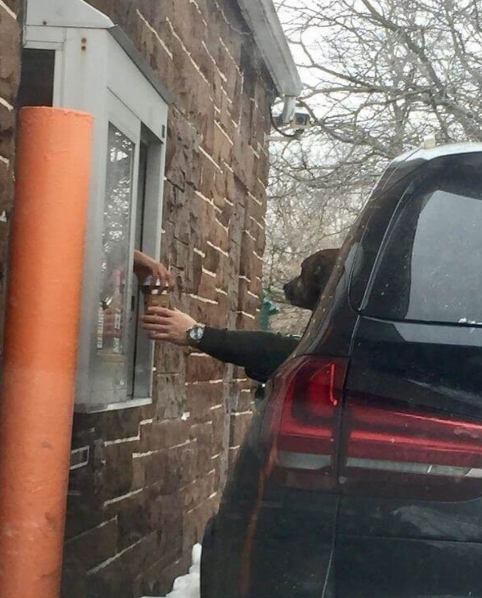 High Quality Drive thru dog coffee Blank Meme Template