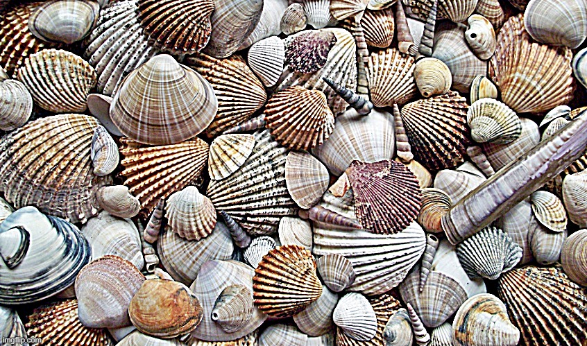 Seashells | image tagged in seashells | made w/ Imgflip meme maker
