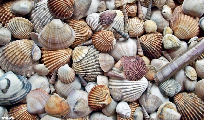 Seashells | image tagged in seashells | made w/ Imgflip meme maker