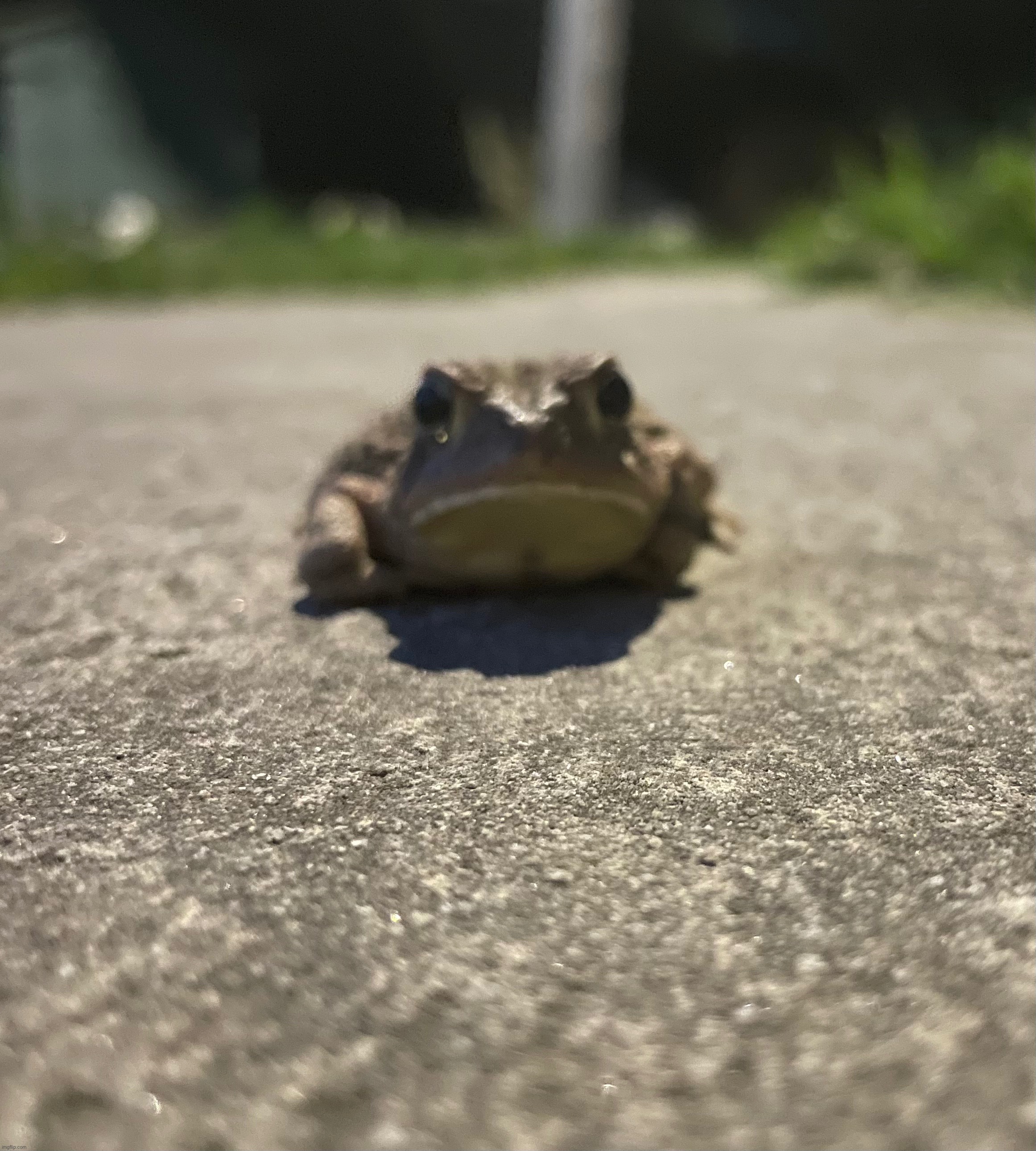 This is an American Toad. There is about 5 or more of them that pop out every summer night at my house :) | image tagged in toad,photography,photos | made w/ Imgflip meme maker