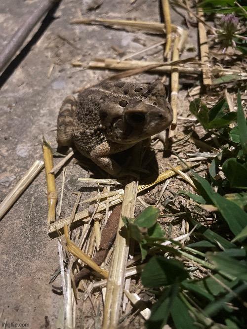Another American Toad | image tagged in toad,photos,photography | made w/ Imgflip meme maker