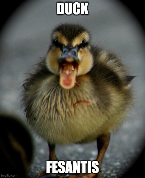 Duck FeSantis | DUCK; FESANTIS | image tagged in angry duck | made w/ Imgflip meme maker