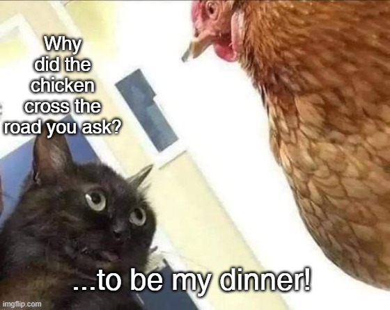Cat explains chicken crossed the road | Why did the chicken cross the road you ask? ...to be my dinner! | image tagged in chicken,cat,old joke | made w/ Imgflip meme maker