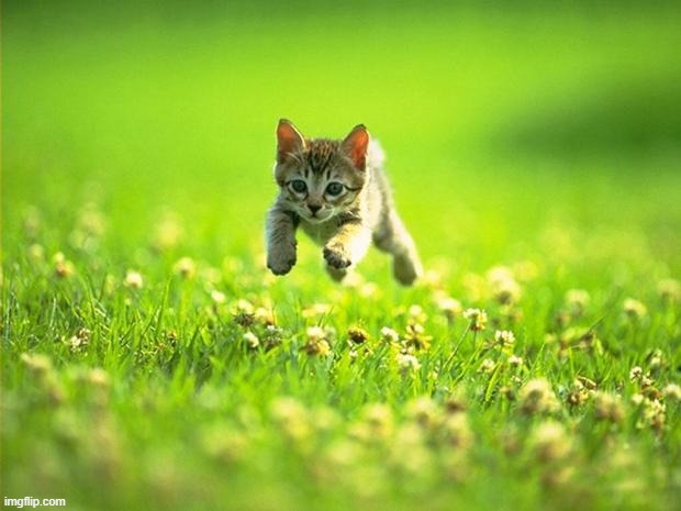 Every time I smile God Kills a Kitten | image tagged in every time i smile god kills a kitten | made w/ Imgflip meme maker