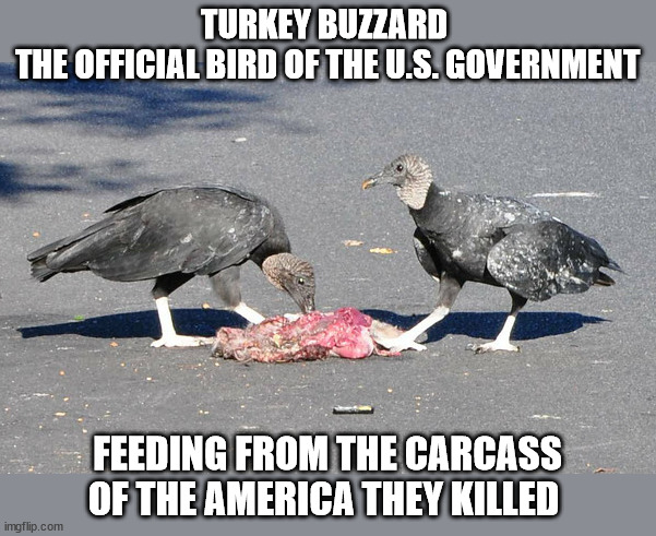 TURKEY BUZZARD 
THE OFFICIAL BIRD OF THE U.S. GOVERNMENT; FEEDING FROM THE CARCASS OF THE AMERICA THEY KILLED | image tagged in government bird turkey buzzard | made w/ Imgflip meme maker