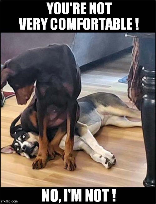 I Think I'll Sit Here ! | YOU'RE NOT VERY COMFORTABLE ! NO, I'M NOT ! | image tagged in dogs,uncomfortable | made w/ Imgflip meme maker