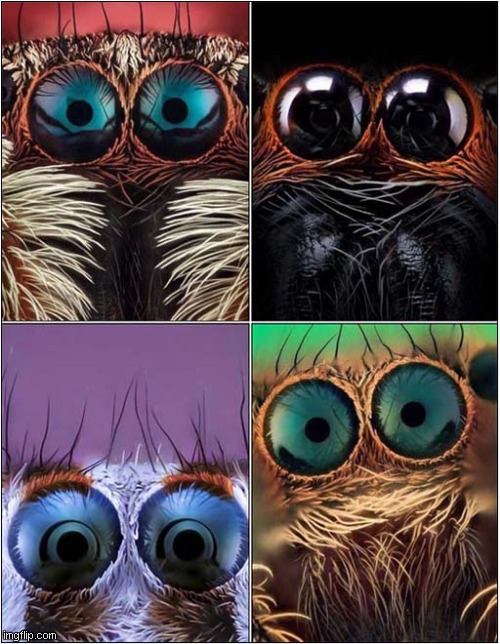 Spider Eyes | image tagged in spider,eyes | made w/ Imgflip meme maker
