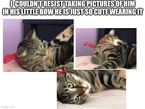 Let’s see how much people think he is cute | I  COULDN’T RESIST TAKING PICTURES OF HIM IN HIS LITTLE BOW HE IS JUST SO CUTE WEARING IT | image tagged in blank,cute,cats,rainbow | made w/ Imgflip meme maker
