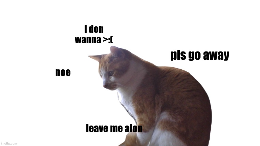 made my cat a meme | i don wanna >:(; pls go away; noe; leave me alon | made w/ Imgflip meme maker