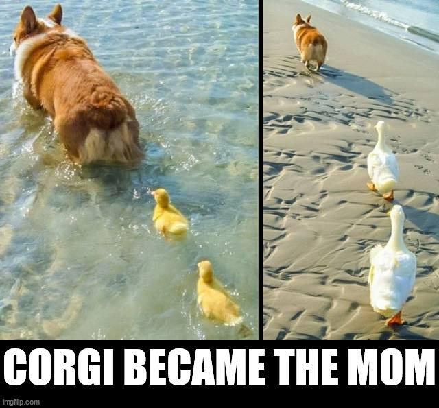 CORGI BECAME THE MOM | image tagged in ducks | made w/ Imgflip meme maker
