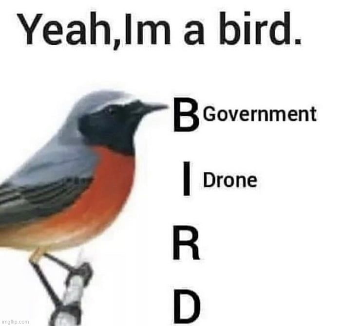 image tagged in memes,funny,bird | made w/ Imgflip meme maker
