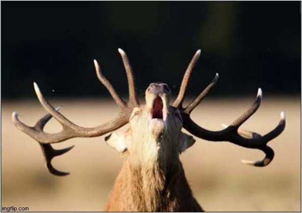 A Singing Stag ? | image tagged in singing,stag | made w/ Imgflip meme maker