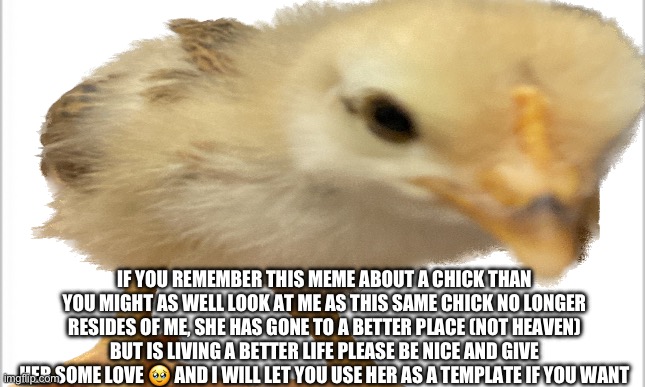 We’ll miss you… | IF YOU REMEMBER THIS MEME ABOUT A CHICK THAN YOU MIGHT AS WELL LOOK AT ME AS THIS SAME CHICK NO LONGER RESIDES OF ME, SHE HAS GONE TO A BETTER PLACE (NOT HEAVEN) BUT IS LIVING A BETTER LIFE PLEASE BE NICE AND GIVE HER SOME LOVE 🥹 AND I WILL LET YOU USE HER AS A TEMPLATE IF YOU WANT | image tagged in gold,chicken | made w/ Imgflip meme maker