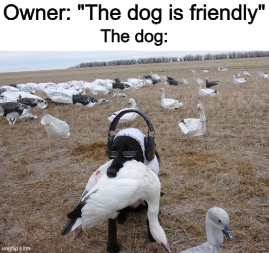 Accurate ._. | Owner: "The dog is friendly"; The dog: | image tagged in goose dog | made w/ Imgflip meme maker