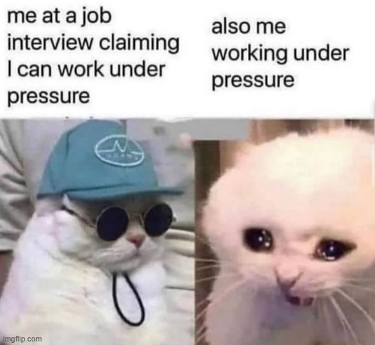 XDDD | image tagged in cats | made w/ Imgflip meme maker