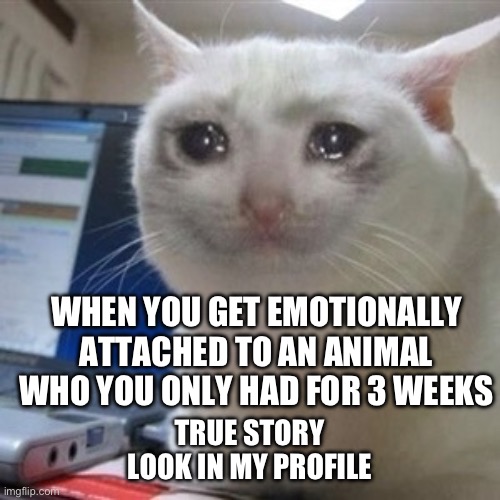 True story | WHEN YOU GET EMOTIONALLY ATTACHED TO AN ANIMAL WHO YOU ONLY HAD FOR 3 WEEKS; TRUE STORY LOOK IN MY PROFILE | image tagged in crying cat | made w/ Imgflip meme maker