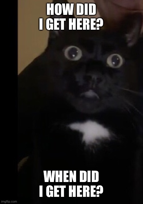 What | HOW DID I GET HERE? WHEN DID I GET HERE? | image tagged in confused cat | made w/ Imgflip meme maker