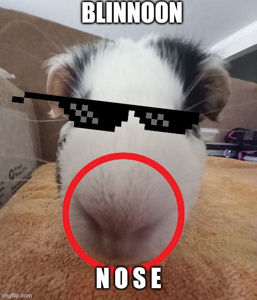 Blinnoon nose | BLINNOON; N O S E | image tagged in blinnoon,nose | made w/ Imgflip meme maker