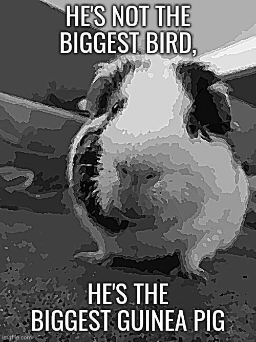 The blinnoon movie poster | HE'S NOT THE BIGGEST BIRD, HE'S THE BIGGEST GUINEA PIG | image tagged in the blinnoon,movies | made w/ Imgflip meme maker