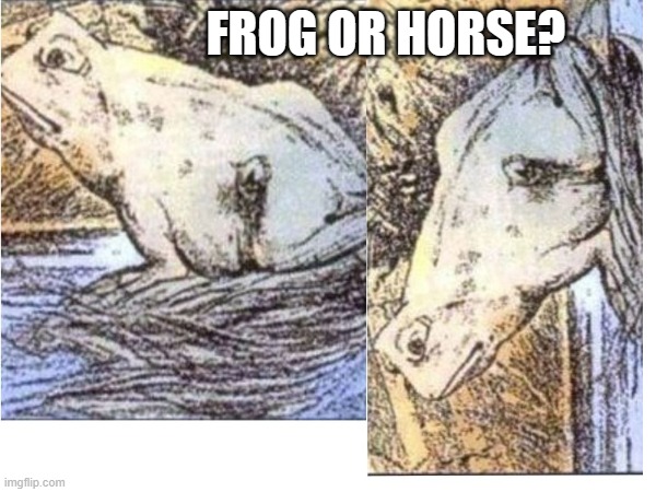 frog or horse? | FROG OR HORSE? | image tagged in funny memes | made w/ Imgflip meme maker