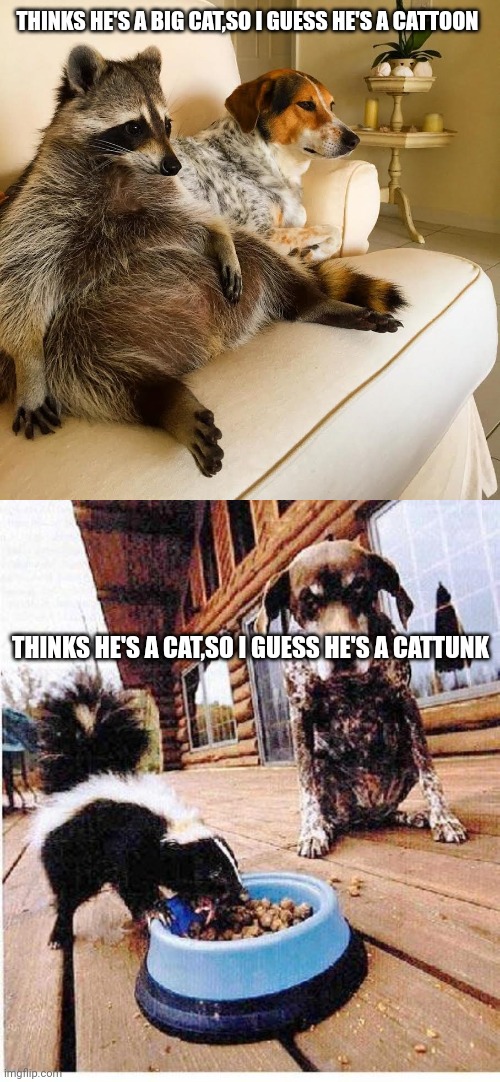 THINKS HE'S A BIG CAT,SO I GUESS HE'S A CATTOON; THINKS HE'S A CAT,SO I GUESS HE'S A CATTUNK | image tagged in racoon tv,skunk eats dog's food | made w/ Imgflip meme maker