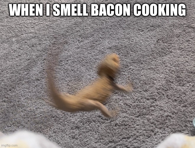 Smauggie jumping | WHEN I SMELL BACON COOKING | image tagged in smauggie jumping | made w/ Imgflip meme maker