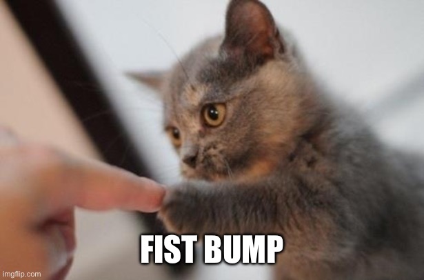 Fist Bump kitten | FIST BUMP | image tagged in fist bump kitten | made w/ Imgflip meme maker