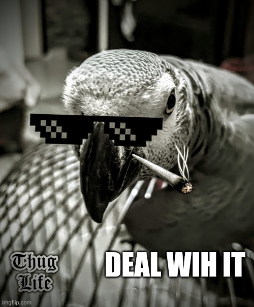 Deal with it | DEAL WIH IT | image tagged in paku the thug,savage,thug,parrot,bird,deal with it | made w/ Imgflip meme maker