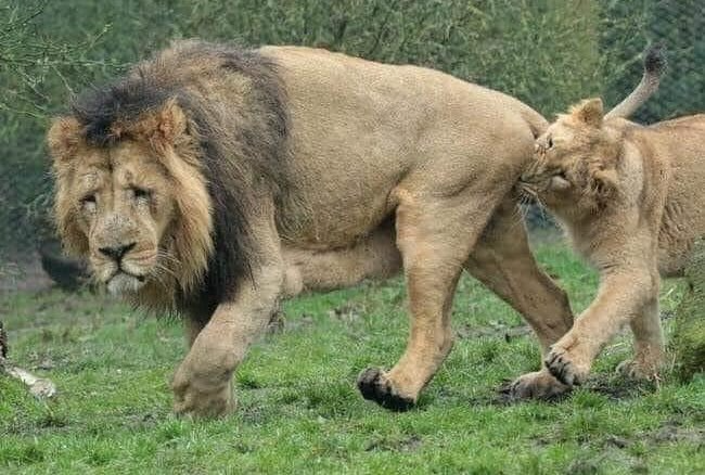 Female lion biting lion Blank Meme Template