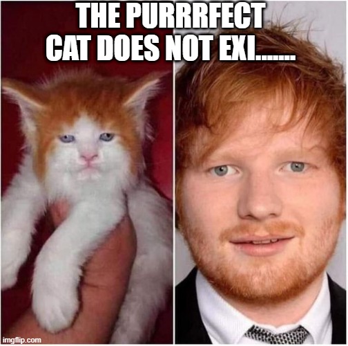 Cat Sheeran | THE PURRRFECT CAT DOES NOT EXI....... | image tagged in funny cat,ed sheeran | made w/ Imgflip meme maker