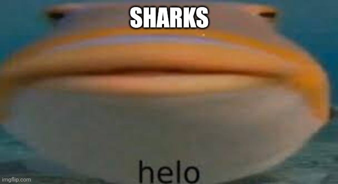 Fish Helo | SHARKS | image tagged in fish helo | made w/ Imgflip meme maker